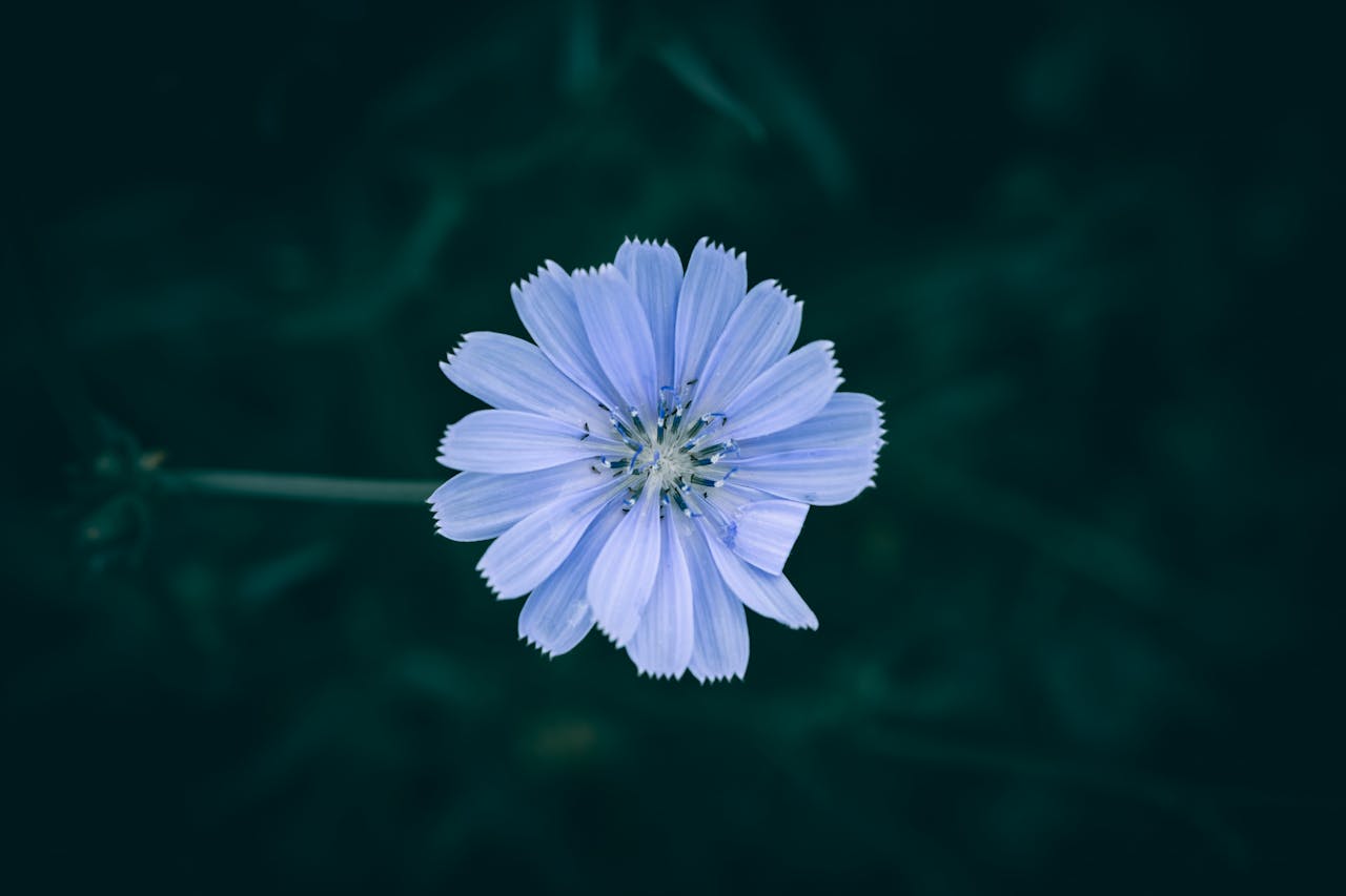 slate-flower