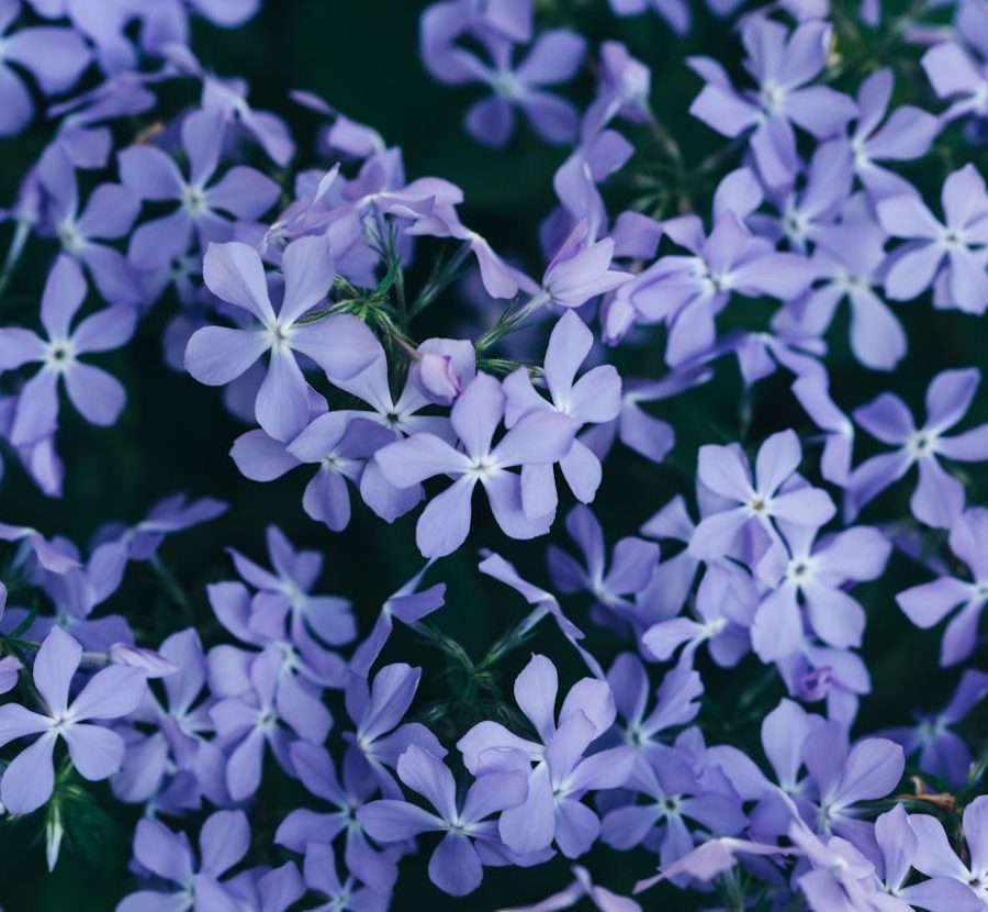 violet-garden